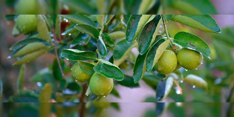 Recubrimientos de látex para proteger frutas y verduras en poscosecha - Foto 0 
