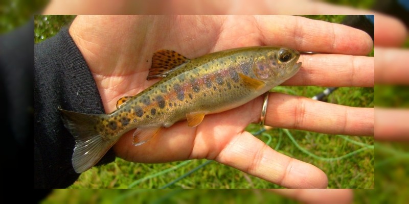 Investigan trucha dorada mexicana en peligro de extinción, endémica de ríos de la Sierra Madre Occidental 
