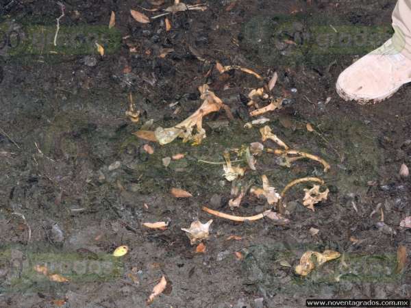 Localizan restos óseos en Lázaro Cárdenas, Michoacán; podrían ser de niño atacado por cocodrilo - Foto 0 