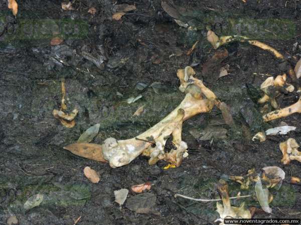 Localizan restos óseos en Lázaro Cárdenas, Michoacán; podrían ser de niño atacado por cocodrilo - Foto 3 