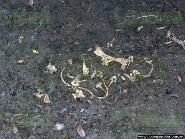 Localizan restos óseos en Lázaro Cárdenas, Michoacán; podrían ser de niño atacado por cocodrilo - Foto 4 