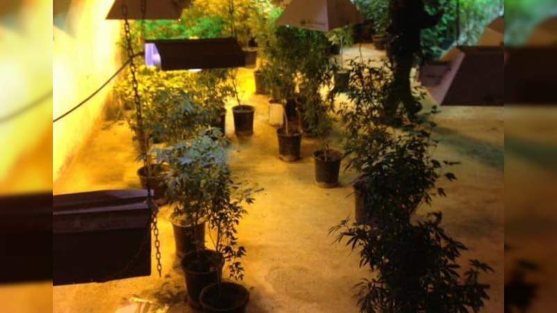 Aseguran en Baja California mas de 2 mil plantas de marihuana en cultivo interior - Foto 1 