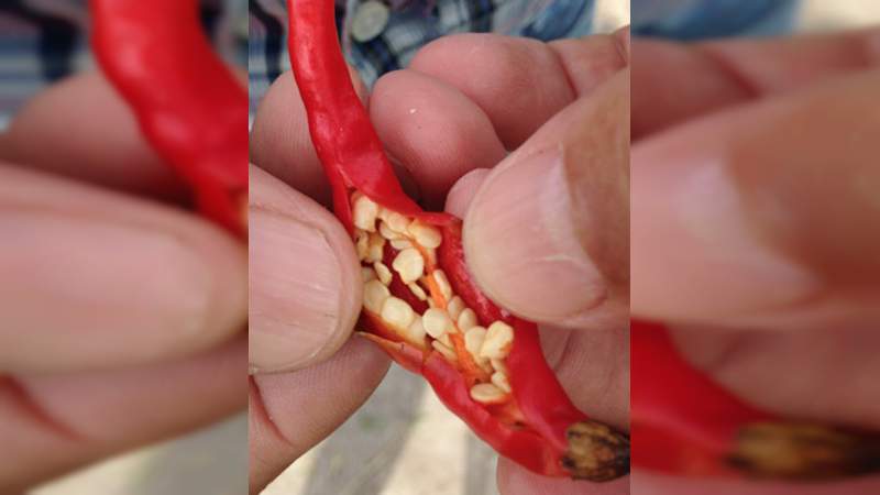 Un chile único en el mundo se cultiva en Jalisco - Foto 0 