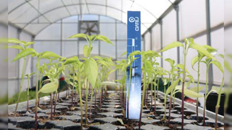 Un chile único en el mundo se cultiva en Jalisco - Foto 1 