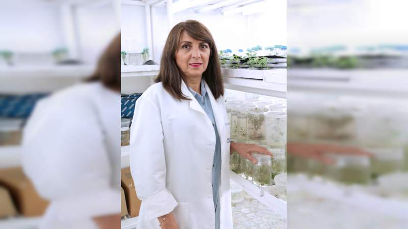 Un chile único en el mundo se cultiva en Jalisco - Foto 2 