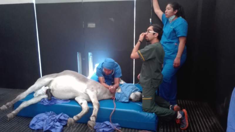 Con éxito se realizan primeras cirugías a grandes especies, en la Facultad de Medicina Veterinaria de la UMSNH - Foto 0 