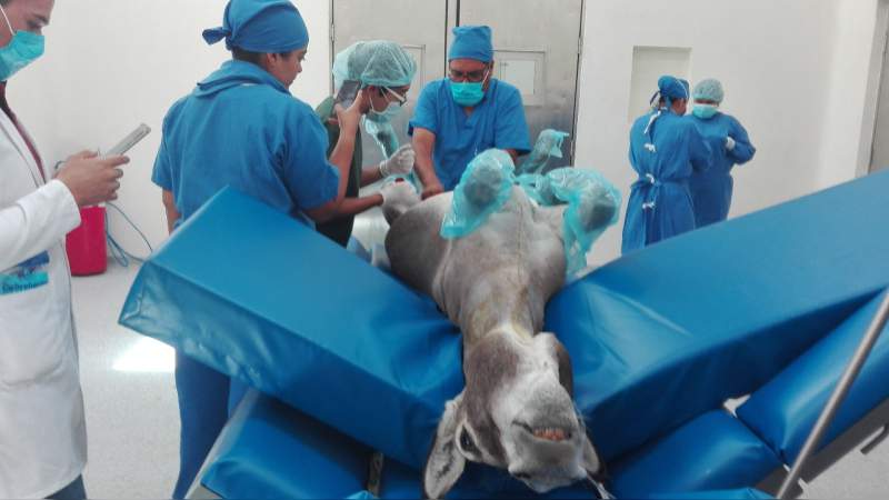 Con éxito se realizan primeras cirugías a grandes especies, en la Facultad de Medicina Veterinaria de la UMSNH - Foto 1 