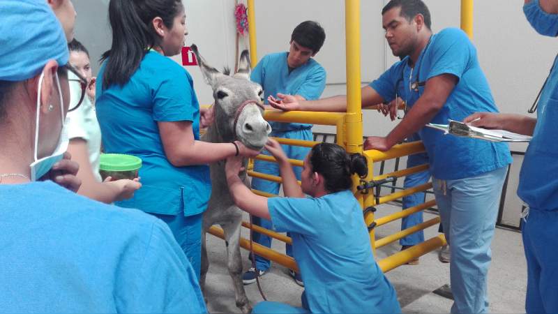 Con éxito se realizan primeras cirugías a grandes especies, en la Facultad de Medicina Veterinaria de la UMSNH - Foto 2 