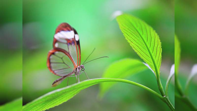 Una mirada a los biocódigos de barras 