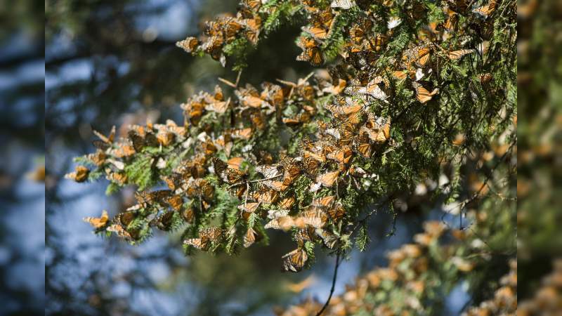 Michoacán, por un Turismo Sustentable - Foto 2 