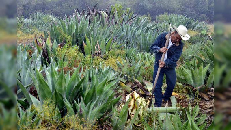 Fortalecerá Sedrua sanidad del agave en Michoacán - Foto 0 