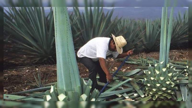 Fortalecerá Sedrua sanidad del agave en Michoacán - Foto 1 