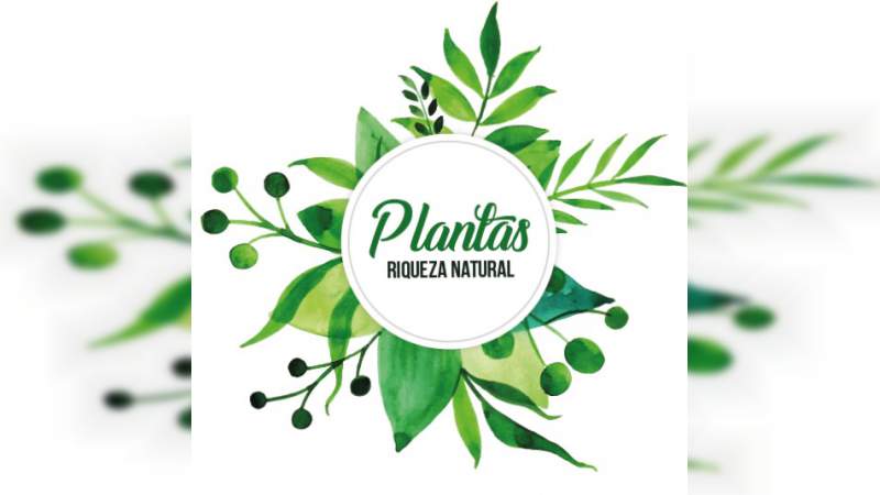  “Plantas, riqueza natural”, nueva exposición en el Museo de Historia Natural 