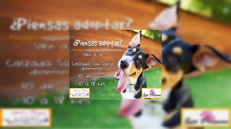 El domingo 10 de junio la Calzada Fray Antonio de San Miguel, será sede de la Sexta Feria de Adopción Canina y Felina del año 