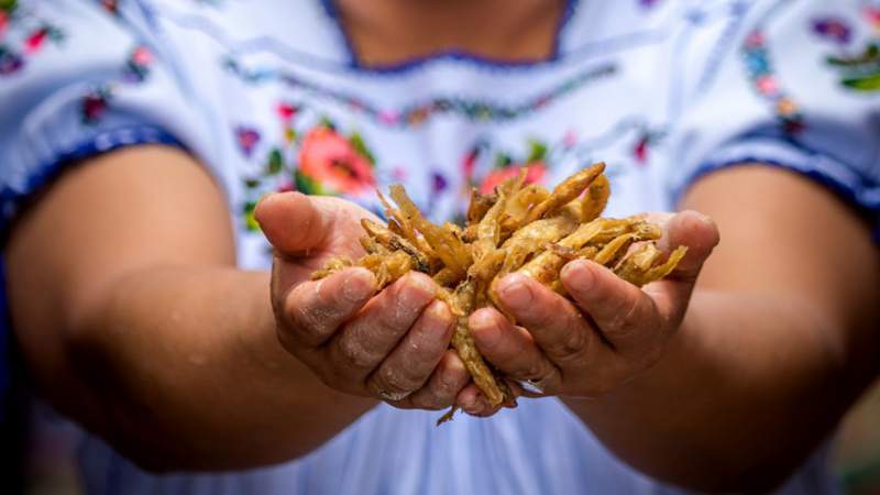 De raíces locales, el turismo gastronómico en Michoacán 