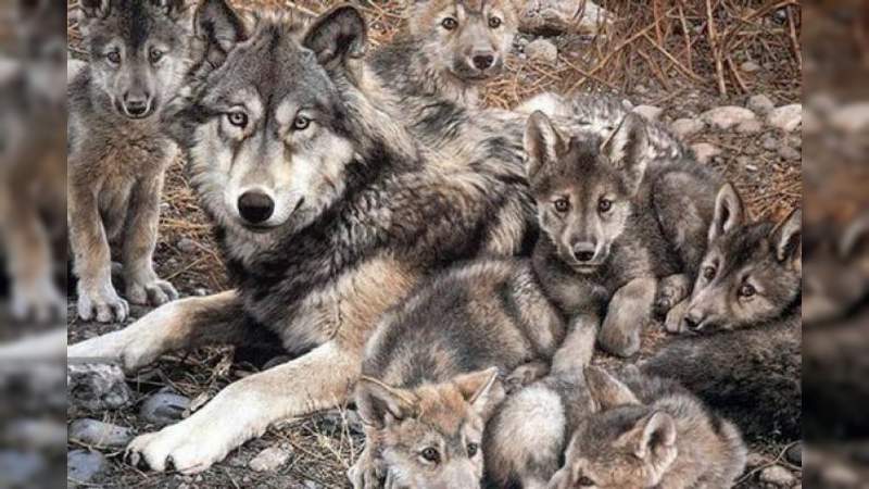 Avanza la conservación del lobo mexicano - Foto 0 