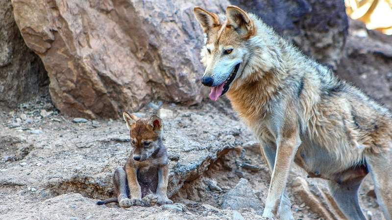 Avanza la conservación del lobo mexicano - Foto 1 