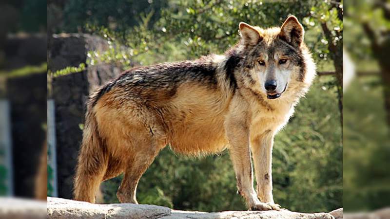 Avanza la conservación del lobo mexicano - Foto 2 