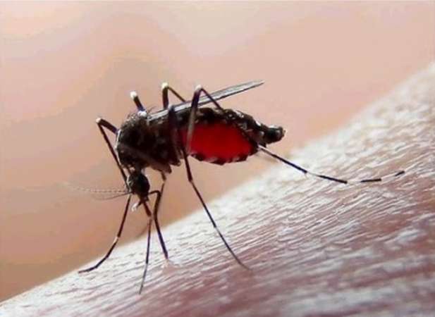 Disminuyen casos de dengue y chikungunya en Michoacán por temporada invernal 