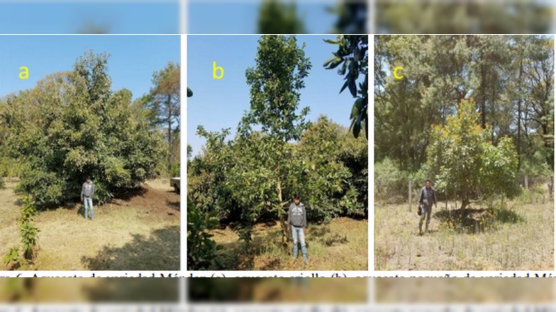 Científicos nicolaitas advierten que la sustitución de bosque de pino-encino por aguacate, afecta la filtración de agua al subsuelo 