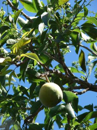 Tratamiento de la depresión con opción natural, propone investigador de la UNAM - Foto 0 