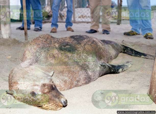 Murió el lobo marino que llegó a playas de Lázaro Cárdenas 