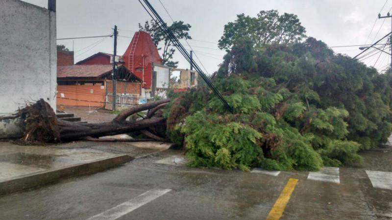 Fuertes lluvias provocan la caída de árboles en Morelia - Foto 1 