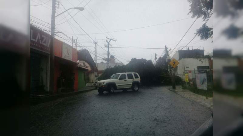 Fuertes lluvias provocan la caída de árboles en Morelia - Foto 2 