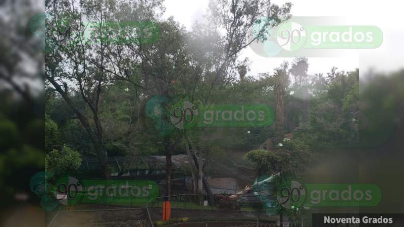 Cae un árbol en el Zoológico de Morelia y se inunda la lateral de la Juárez  - Foto 2 