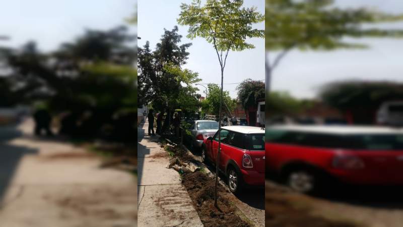Ayuntamiento de Morelia continúa con replantación de árboles - Foto 0 