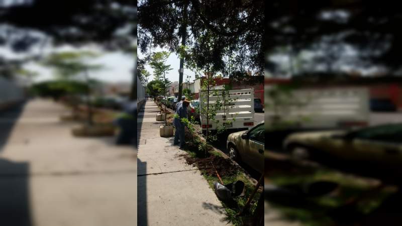 Ayuntamiento de Morelia continúa con replantación de árboles - Foto 1 