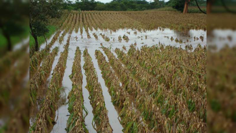 Afectadas 13 mil 500 has. de cultivos de maíz, sorgo y frutales en 15 municipios de Michoacán; se estima un segundo cultivo  