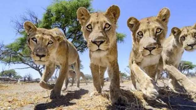 Los leones de casi toda África desaparecen rápidamente 