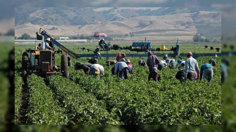 Registra el campo resultados positivos al primer semestre del año: Sagarpa 