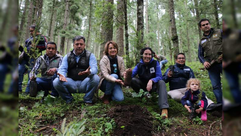 Reforestan Sierra Chincua, Santuario de la mariposa Monarca 