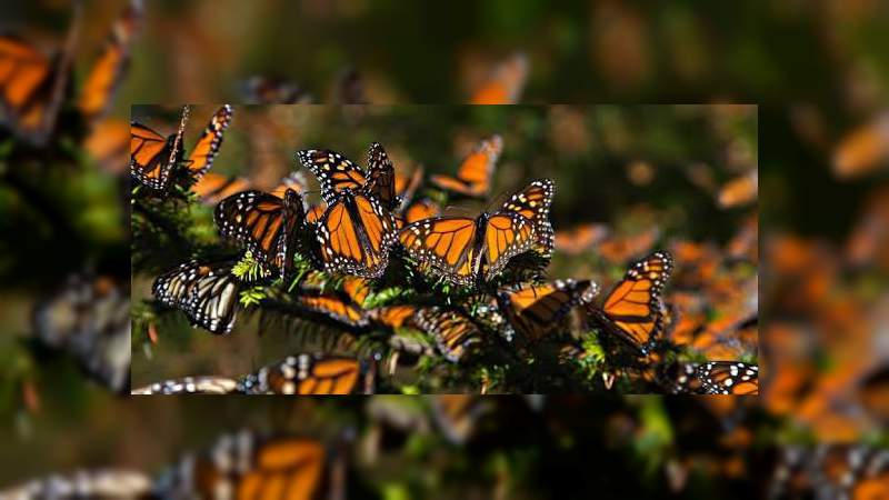 Aumento en niveles de dióxido de carbono amenaza a las mariposas monarca 