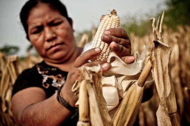 Difícil sacar del atraso a los países sin autosuficiencia alimentaria: UNAM - Foto 0 