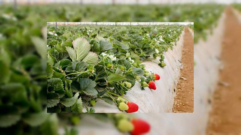 Produce Michoacán 78 por ciento de la fresa del país: Sedrua - Foto 0 