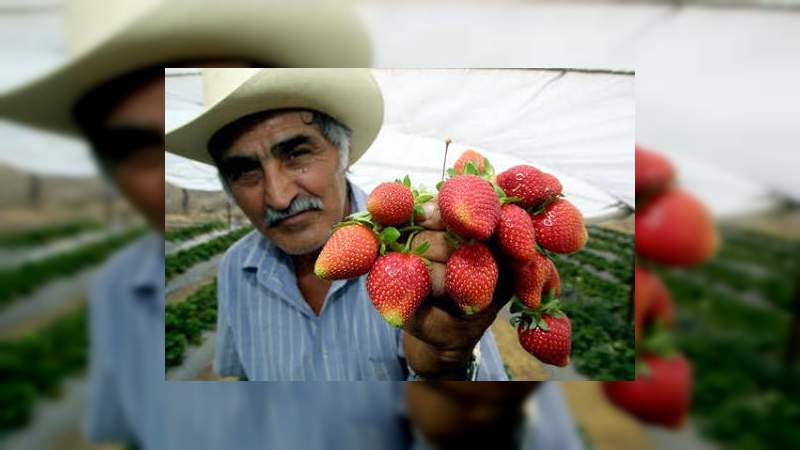 Produce Michoacán 78 por ciento de la fresa del país: Sedrua - Foto 1 