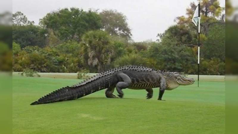 Golfista fue devorado por un cocodrilo en Cancún 