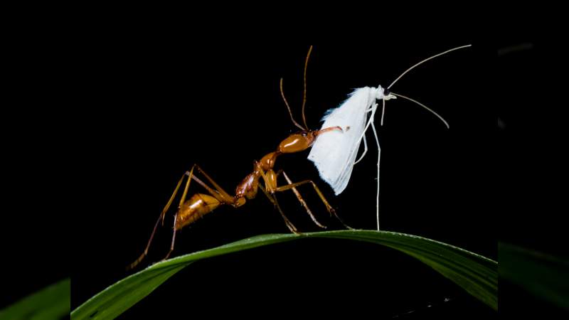 Nuevo estudio revela ciclos evolutivos en hormigas 