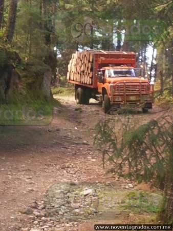 Detienen a 15 presuntos talamontes con 457 rollos de madera, en Maravatío, Michoacán - Foto 3 