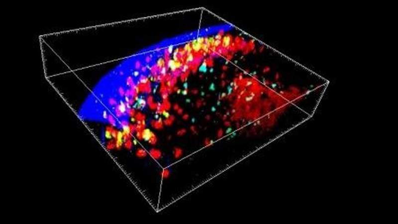 Científicos descubren un nuevo microórgano en el cuerpo humano 