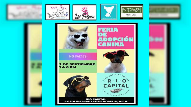 El domingo 2 de septiembre Feria de Adopción Canina en Río Capital, establecimiento Pet Friendly 