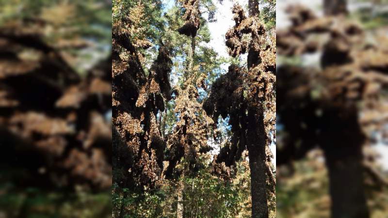 Capacitan en materia turística a ejidatarios de los santuarios de la Mariposa Monarca - Foto 1 
