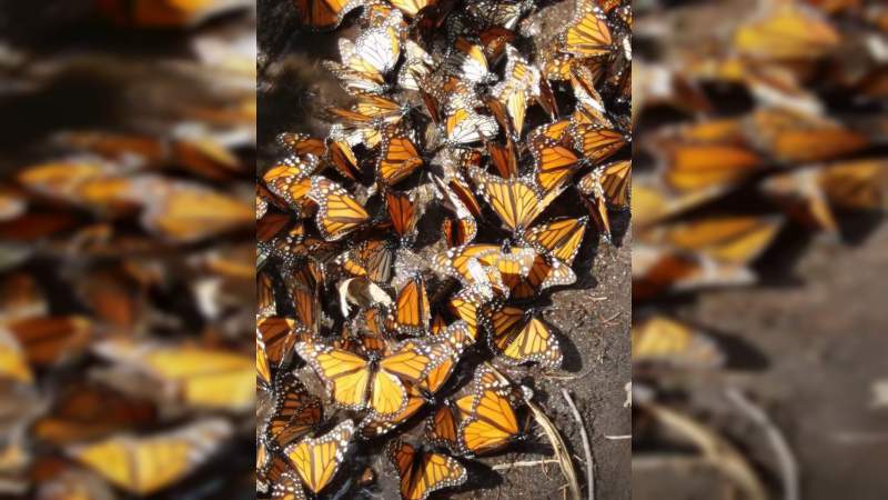 Capacitan en materia turística a ejidatarios de los santuarios de la Mariposa Monarca - Foto 2 