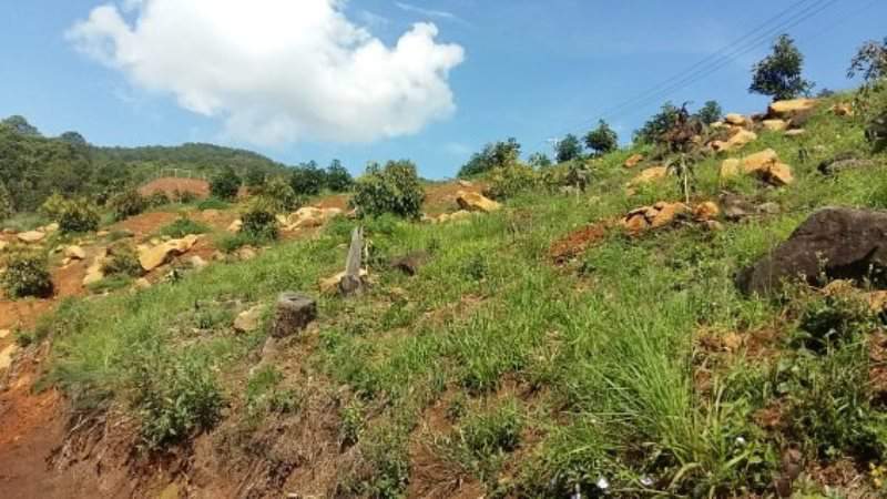 Clausuran más 34 hectáreas para cultivo de aguacate en Ziracuaretiro - Foto 1 