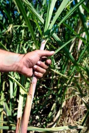 Científicos buscan orígenes de misteriosa enfermedad renal que azota a campesinos centroamericanos 