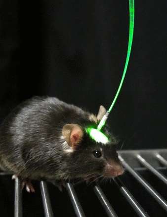 Premian técnica que permite controlar el cerebro con la luz - Foto 0 