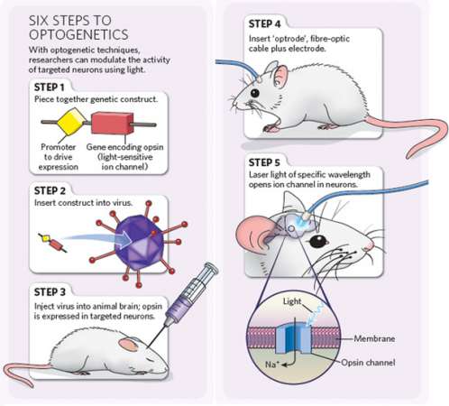 Premian técnica que permite controlar el cerebro con la luz - Foto 1 